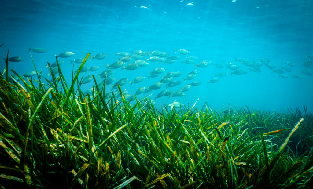 Building a sustainable future for seagrass ecosystems - GLOW - The