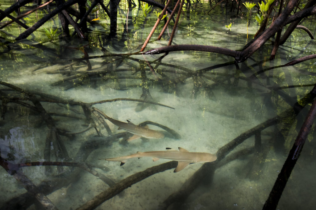 From sharks in seagrass to manatees in mangroves, we've found large