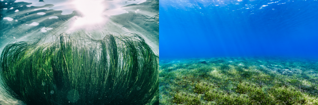 Transforming multiple stressor science to enhance coastal wetland