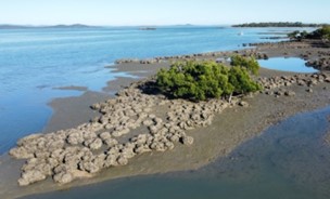 Rock oyster reefs on muddy sediment, Turkey Beach. Photo Marina Richardson.