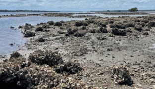 Rock oyster reefs on shell and mud, Pumicestone Passage. Photo Marina Richardson.