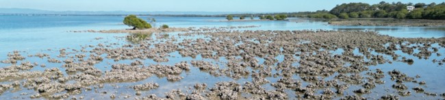 Rock oyster reefs on rocky substrate Sandstone Point. Photo Marina Richardson