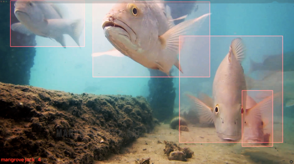 Smarter monitoring for healthier oceans: How the GLOW team uses FishID ...
