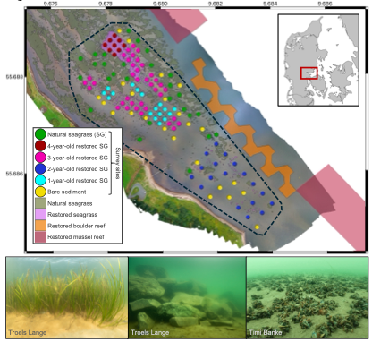 Drone imagery of the study area in Vejle Fjord, Denmark, showing the distribution of natural seagrass, restored seagrass, boulder reef, and mussel reef, the location of the 132 survey sites, and the approximate region used for the seascape modeling (shown as a dashed-lined polygon). Below are images of the restored seagrass, boulder reef, and mussel reef. 