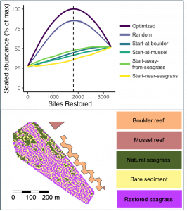 Top: Predicted abundance of the lesser pipefish (Sygnathus rostellatus) as more and more bare sediment is restored to seagrass. Bottom: Where restoration should take place to maximise the abundance of lesser pipefish.